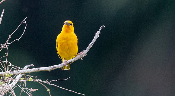 Orange weaver (Ploceus aurantius)