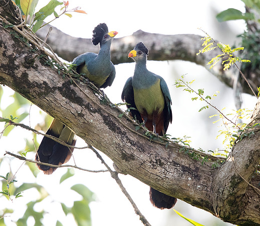 Great blue turaco (Corythaeola cristata)