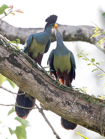 Great blue turaco (Corythaeola cristata)