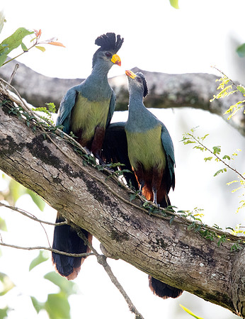 Great blue turaco (Corythaeola cristata)