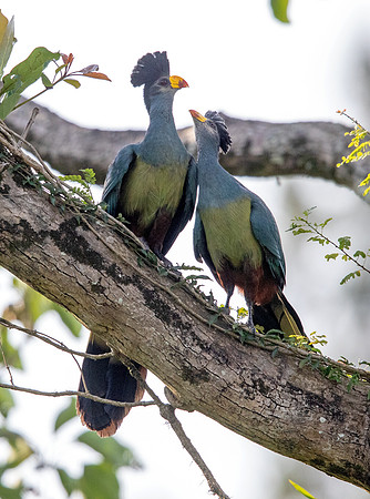 Great blue turaco (Corythaeola cristata)