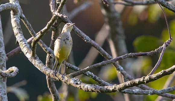 Western yellow wagtail (Motacilla flava)