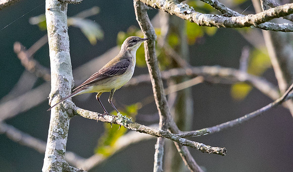 Western yellow wagtail (Motacilla flava)