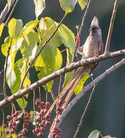 Speckled mousebird (Colius striatus)
