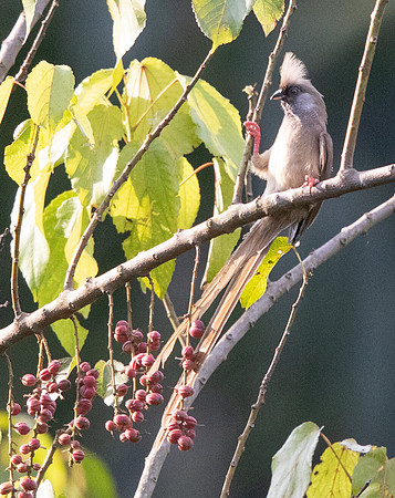 Speckled mousebird (Colius striatus)