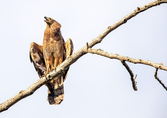African harrier-hawk (Polyboroides typus)