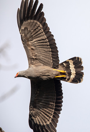African harrier-hawk (Polyboroides typus)