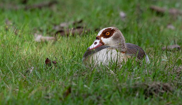 Egyptian goose (Alopochen aegyptiaca)
