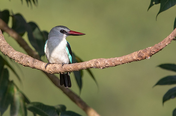 Woodland kingfisher (Halcyon senegalensis)