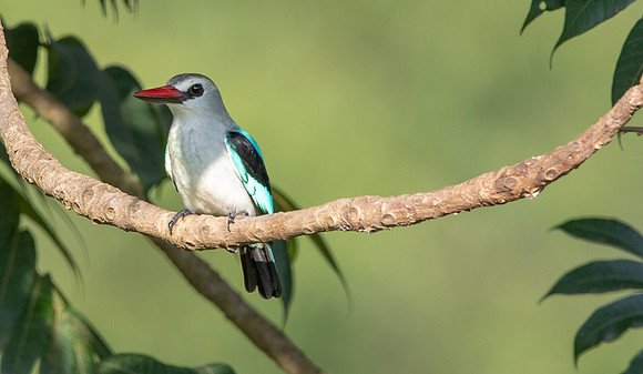 Woodland kingfisher (Halcyon senegalensis)