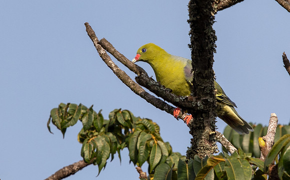 African green pigeon (Treron calvus)