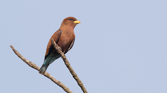 Broad-billed roller (Eurystomus glaucurus)