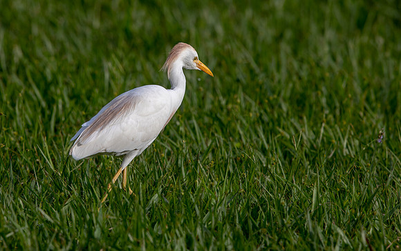 Cattle egret (Bubulcus ibis)