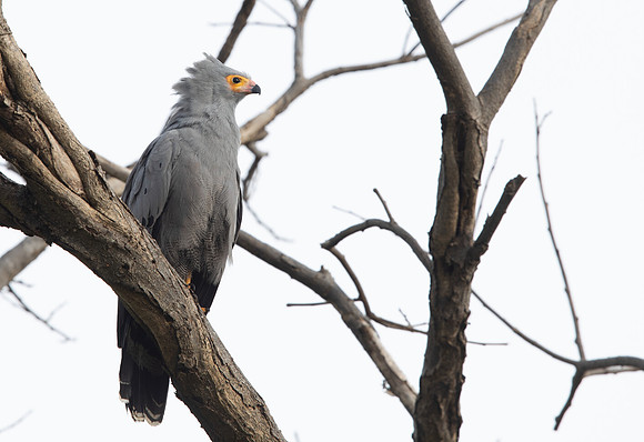 African harrier-hawk (Polyboroides typus)