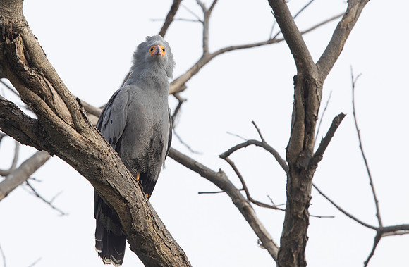 African harrier-hawk (Polyboroides typus)