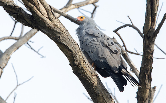 African harrier-hawk (Polyboroides typus)