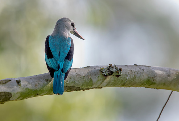 Woodland kingfisher (Halcyon senegalensis)