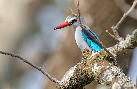 Woodland kingfisher (Halcyon senegalensis)