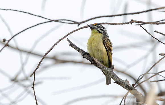 Yellow-fronted tinkerbird (Pogoniulus chrysoconus)