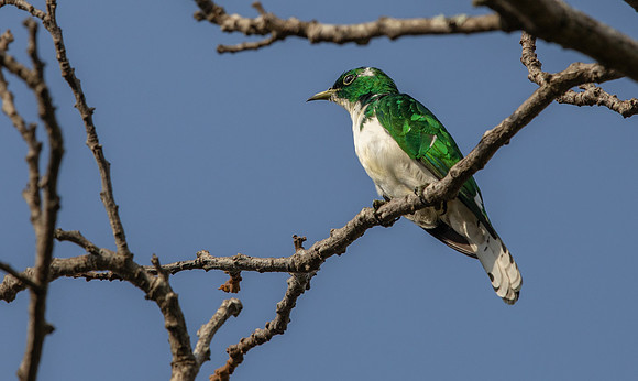 Klaas's cuckoo (Chrysococcyx klaas)