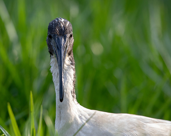 African sacred ibis (Threskiornis aethiopicus)