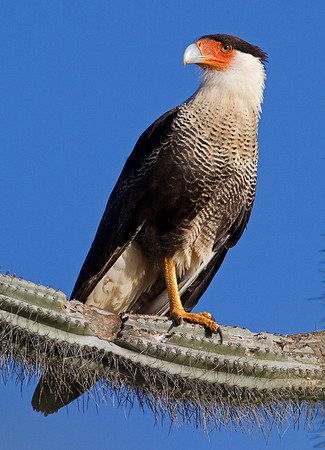Crested Caracara (Caracara cheriway)