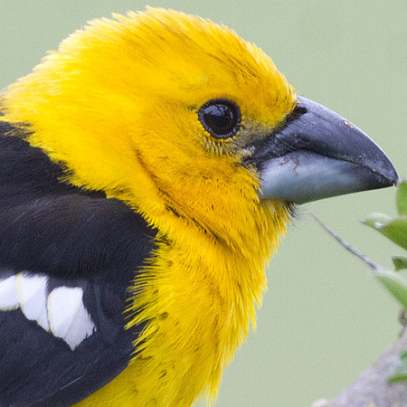 Golden-bellied Grosbeak (Pheucticus chrysogaster)