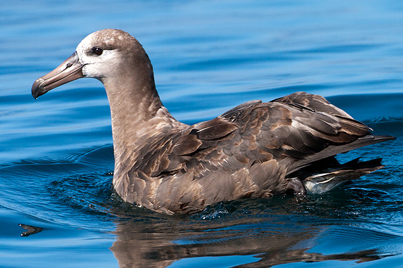 Black-footed Albatross (Phoebastria nigripes)