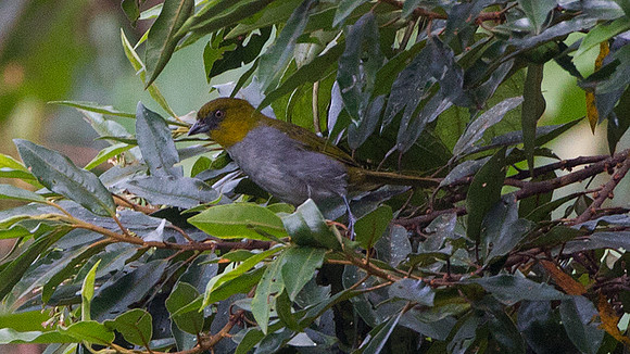 Yellow-throated Bush-tanager (Chlorospingus flavigularis)