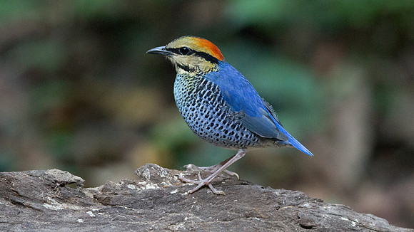 Blue pitta (Hydrornis cyaneus) Male