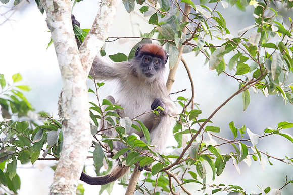 Ugandan red colobus (Piliocolobus tephrosceles)