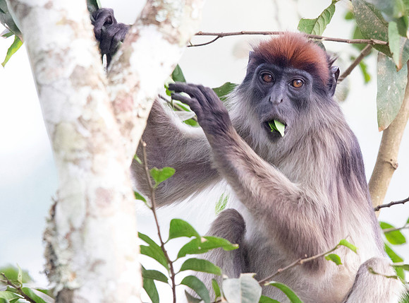 Ugandan red colobus (Piliocolobus tephrosceles)