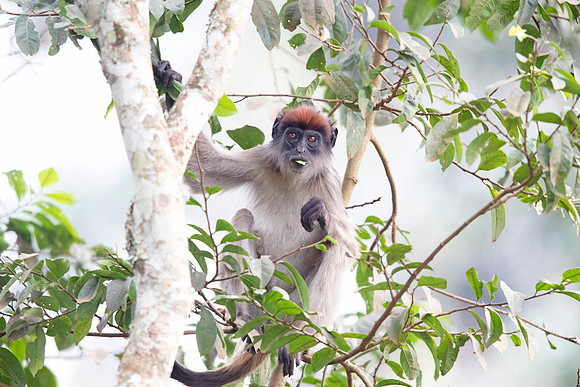 Ugandan red colobus (Piliocolobus tephrosceles)