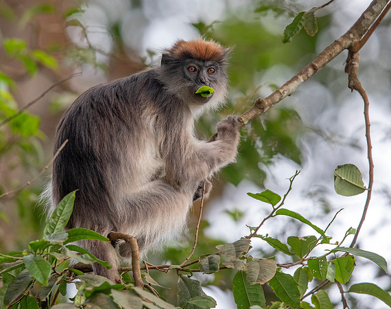 Ugandan red colobus (Piliocolobus tephrosceles)