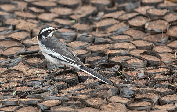 African pied wagtail (Motacilla aguimp)