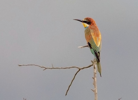 European bee-eater (Merops apiaster)