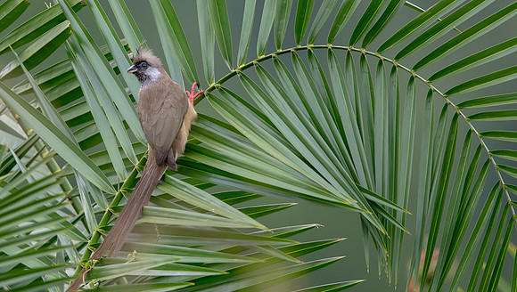 Speckled mousebird (Colius striatus)