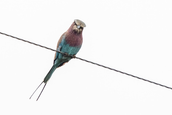 Lilac-breasted roller (Coracias caudatus)