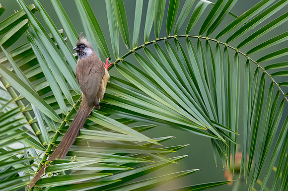 Speckled mousebird (Colius striatus)