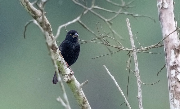 Vieillot's black weaver (Ploceus nigerrimus)