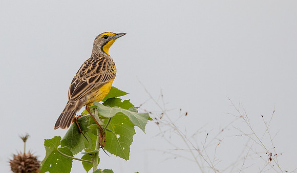 Yellow-throated longclaw (Macronyx croceus)