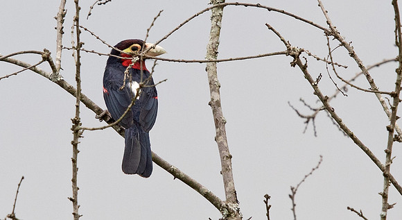 Double-toothed barbet (Lybius bidentatus)