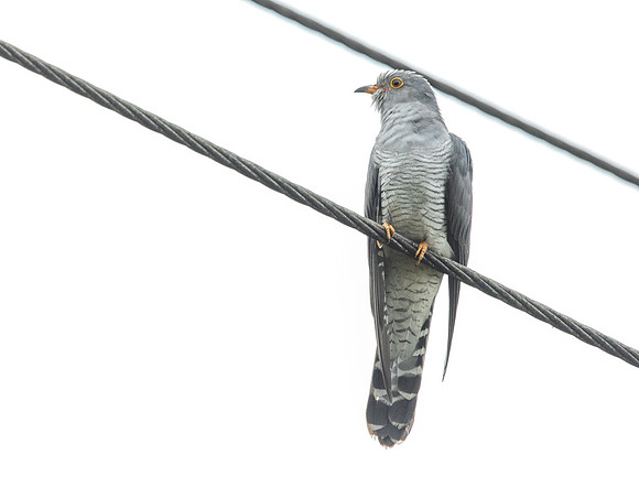 African cuckoo (Cuculus gularis)