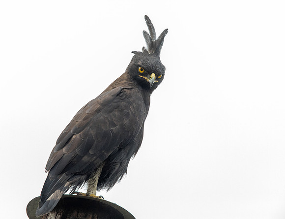 Long-crested eagle (Lophaetus occipitalis)