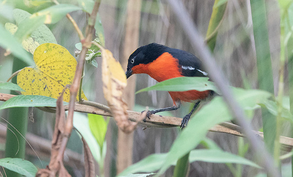 Papyrus gonolek (Laniarius mufumbiri)