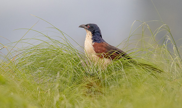 Blue-headed coucal (Centropus monachus)