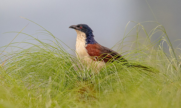 Blue-headed coucal (Centropus monachus)
