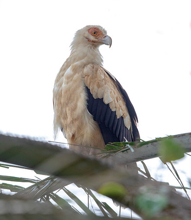 Palm-nut vulture (Gypohierax angolensis)
