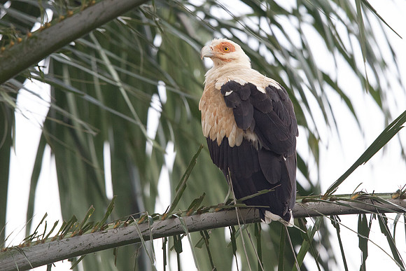Palm-nut vulture (Gypohierax angolensis)