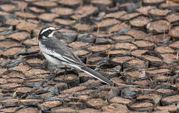 African pied wagtail (Motacilla aguimp)